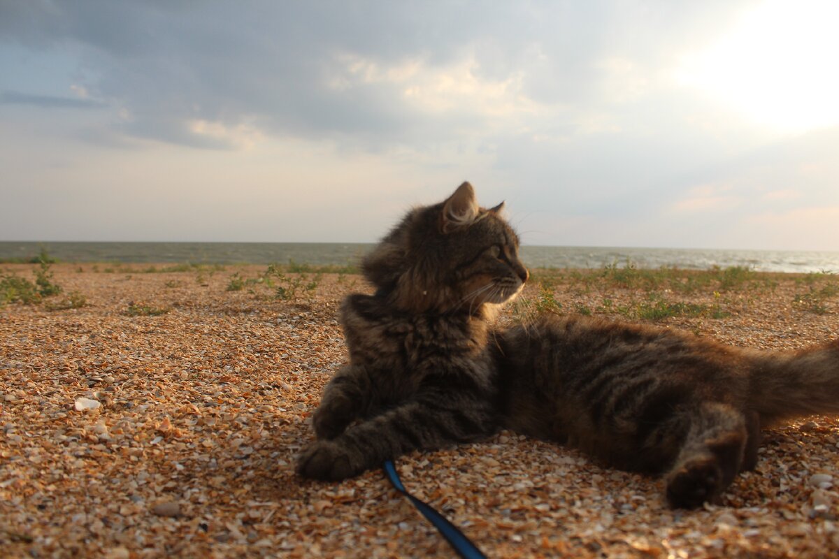 Кот и море