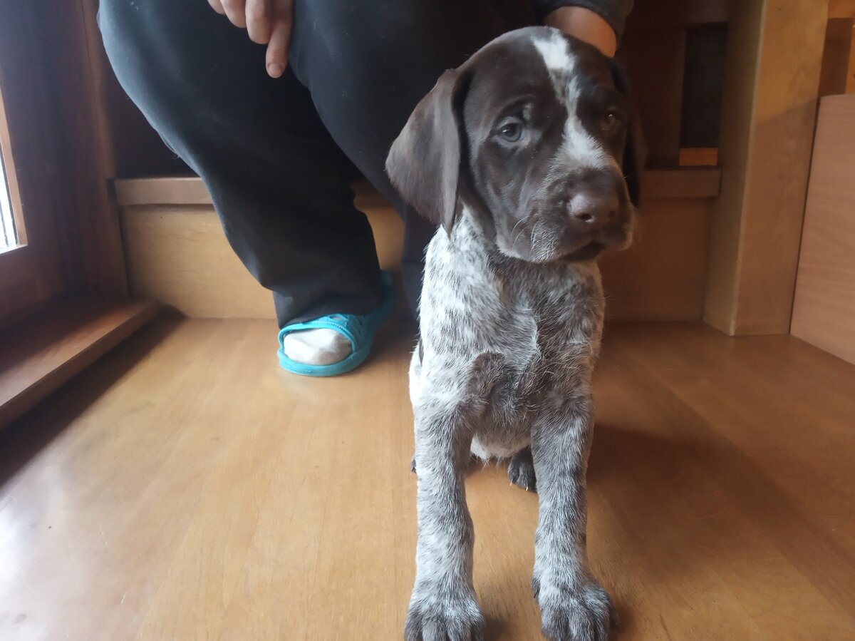 Щенок вас тоже выбирает.