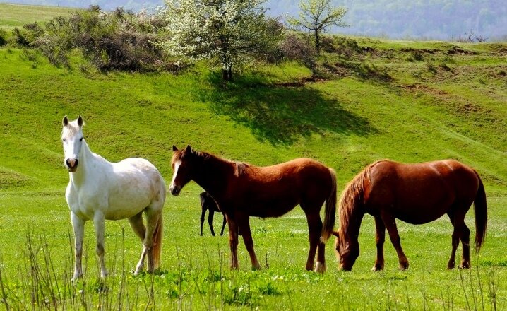 Horse 21. 4 Лошади. Белый Мустанг лошадь. Дикая лошадь Мустанг прерии. Дикие кони в природе где живут.