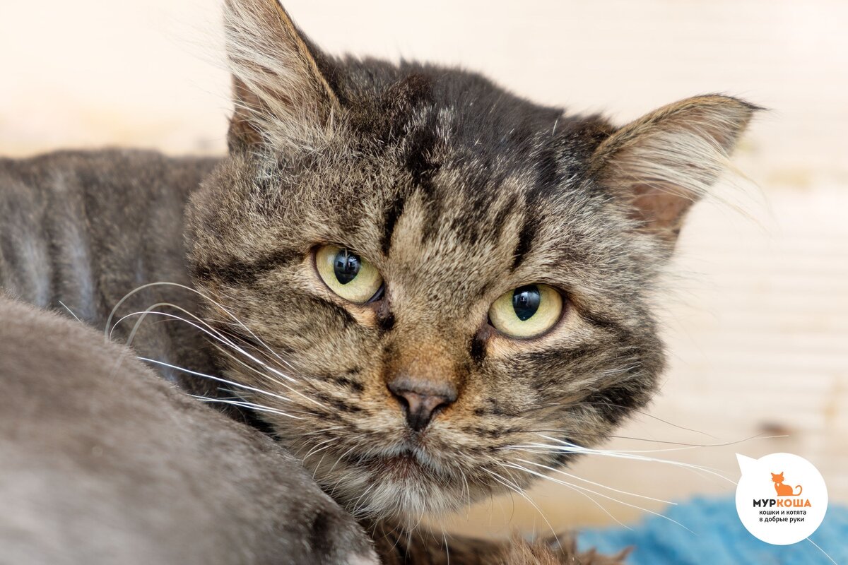 Шнапсу 5 лет 