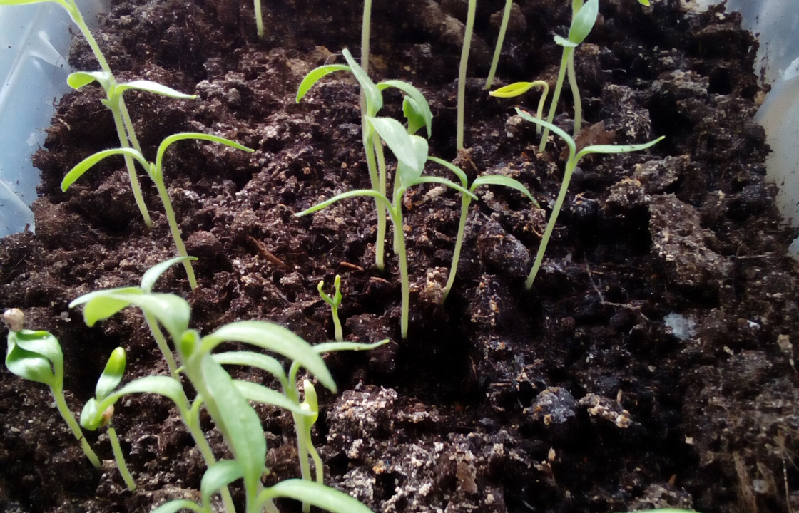 моя рассада баклажан 