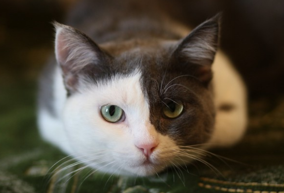 фото:свободный источник