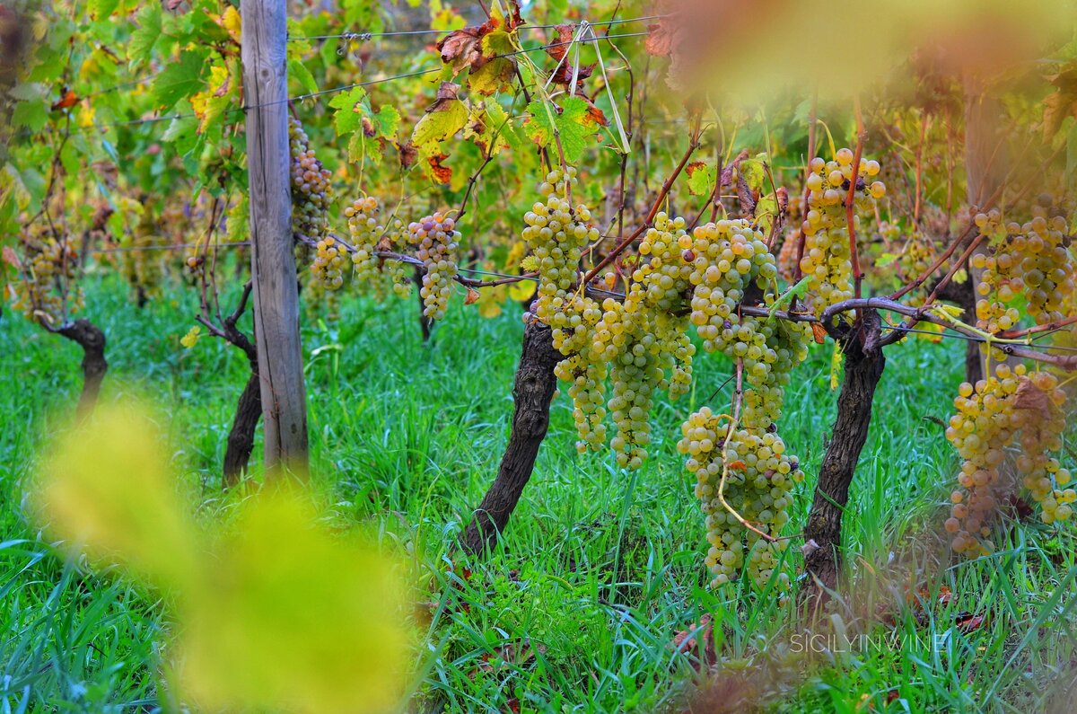 Греканико Дорато перед сбором на склонах Этны на высоте 1100 м