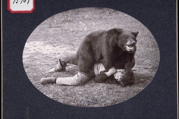 Медведь против своего дрессировщика, 1902 год

