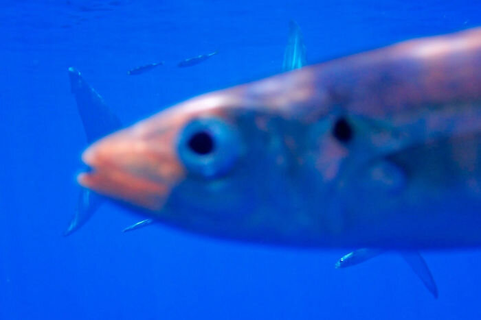 Фото: Kevin Lamb, Facebook