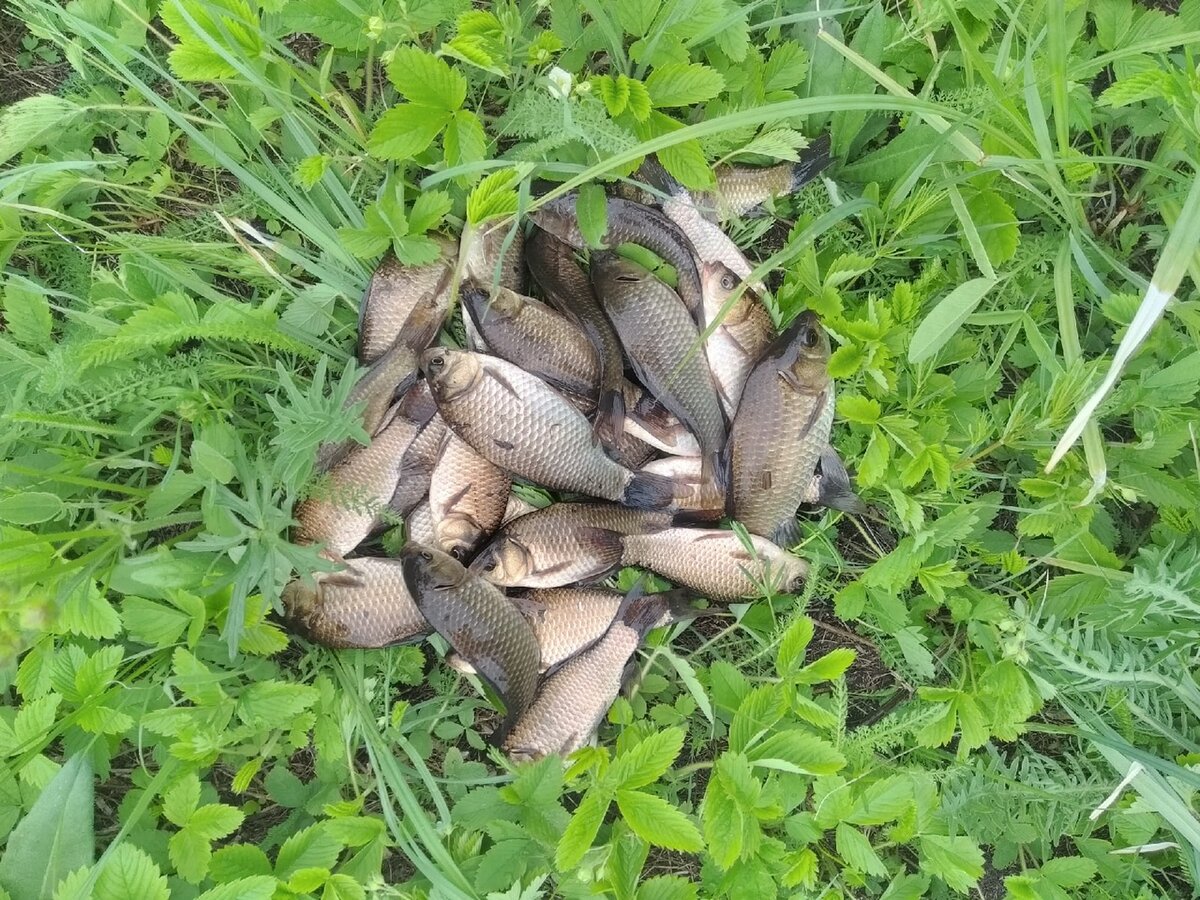 Много карасей в куче.