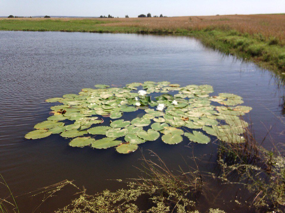 Водоем, в котором живут русалки. Фото автора