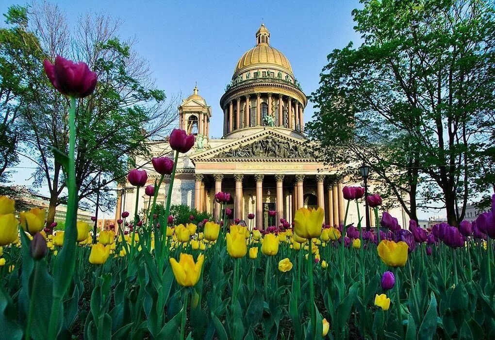 Яндекс. Картинки