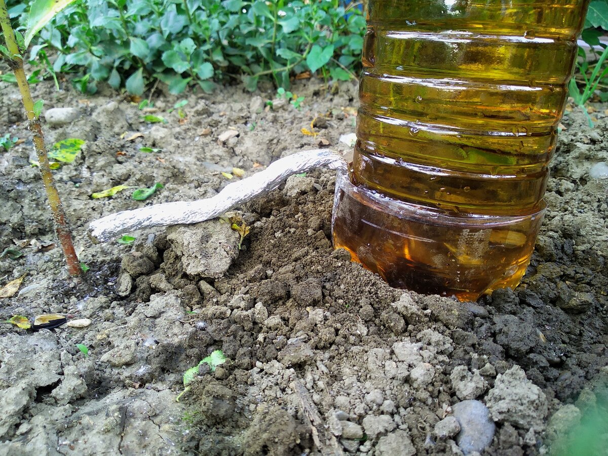 Полив огурцов в теплице бутылками. Полив из бутылок. Капельный полив бутылками. Капельный полив из пластиковой бутылки. Пластиковые бутылки для полива огурцов.