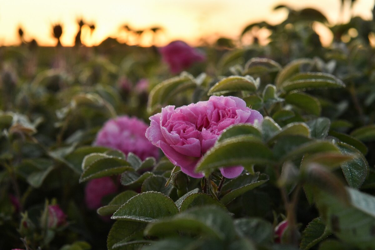 Розовые поля в Крыму