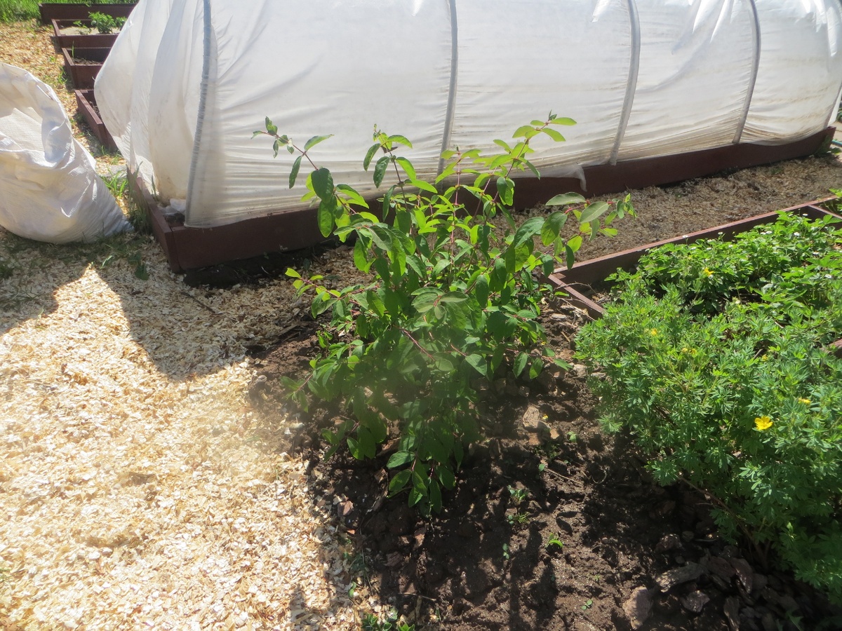 Покупались 3-х летние саженцы, высаживались осенью, сейчас им пятый год. Ягоды очень вкусные, сладкие с черничным привкусом.