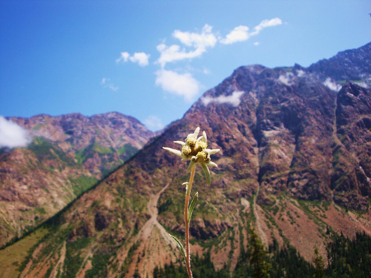 Эдельвейс на Тянь Шане в Киргизии. Фото мое. 
