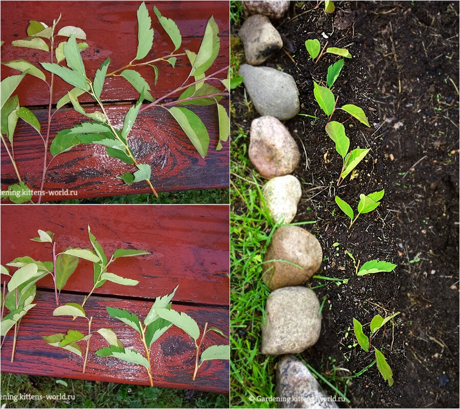 Небольшие черенки спиреи легче укореняются в постоянно увлажненной, но не мокрой,  почве