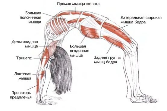 Физическое и половое развитие подростков