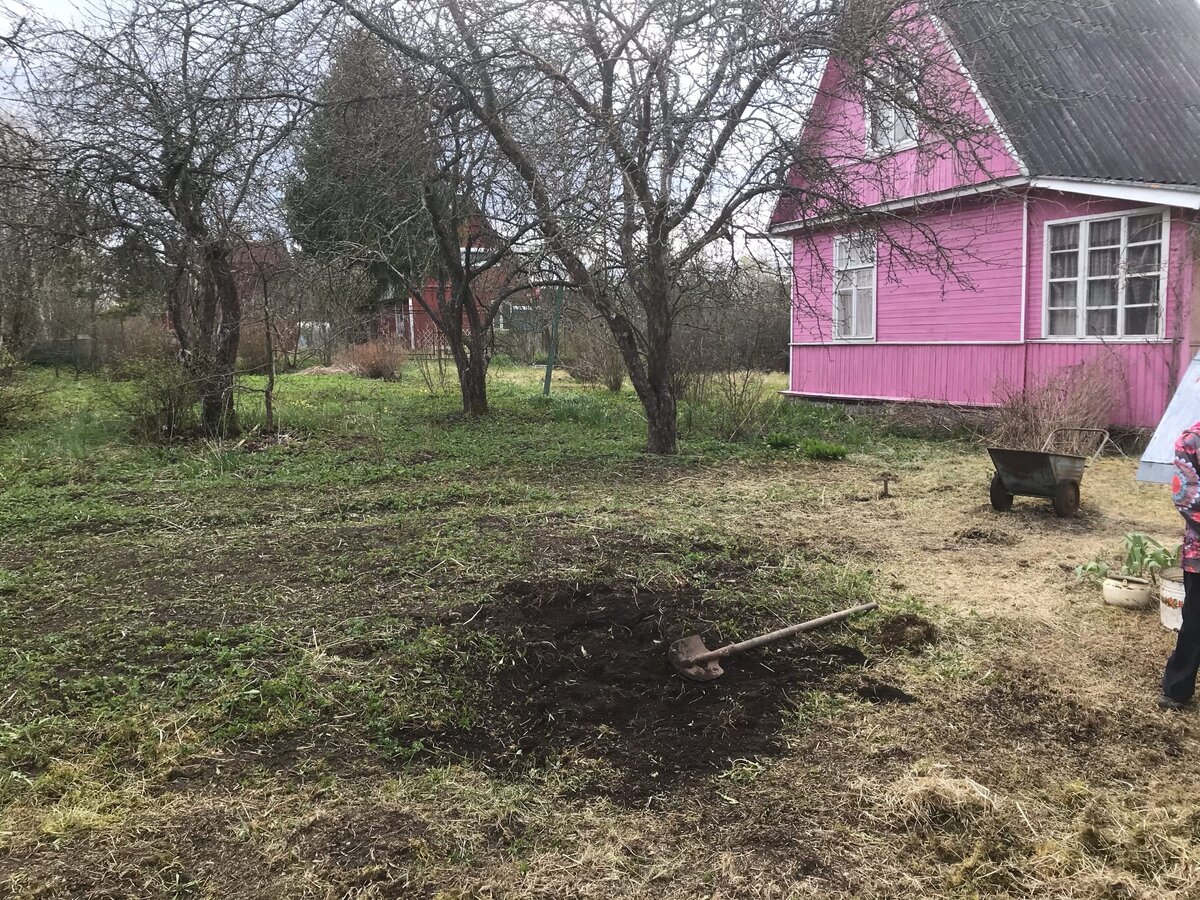 Большой участок. По документам 6, по факту около 9/10 соток. Много яблонь и слив. Раньше тут везде были грядки.