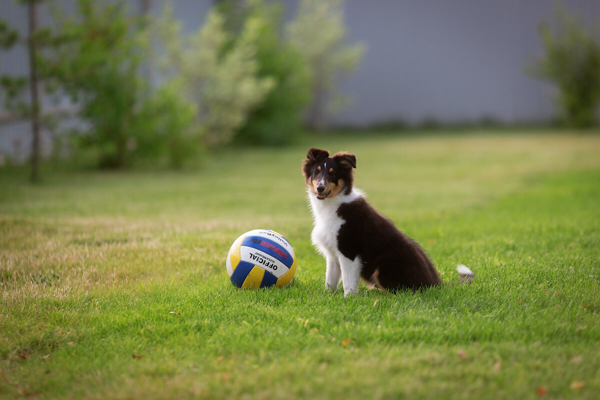 Любимая игра - гонять мяч.