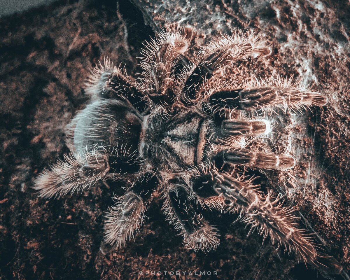 Фото: PHOTOBYALMOR 