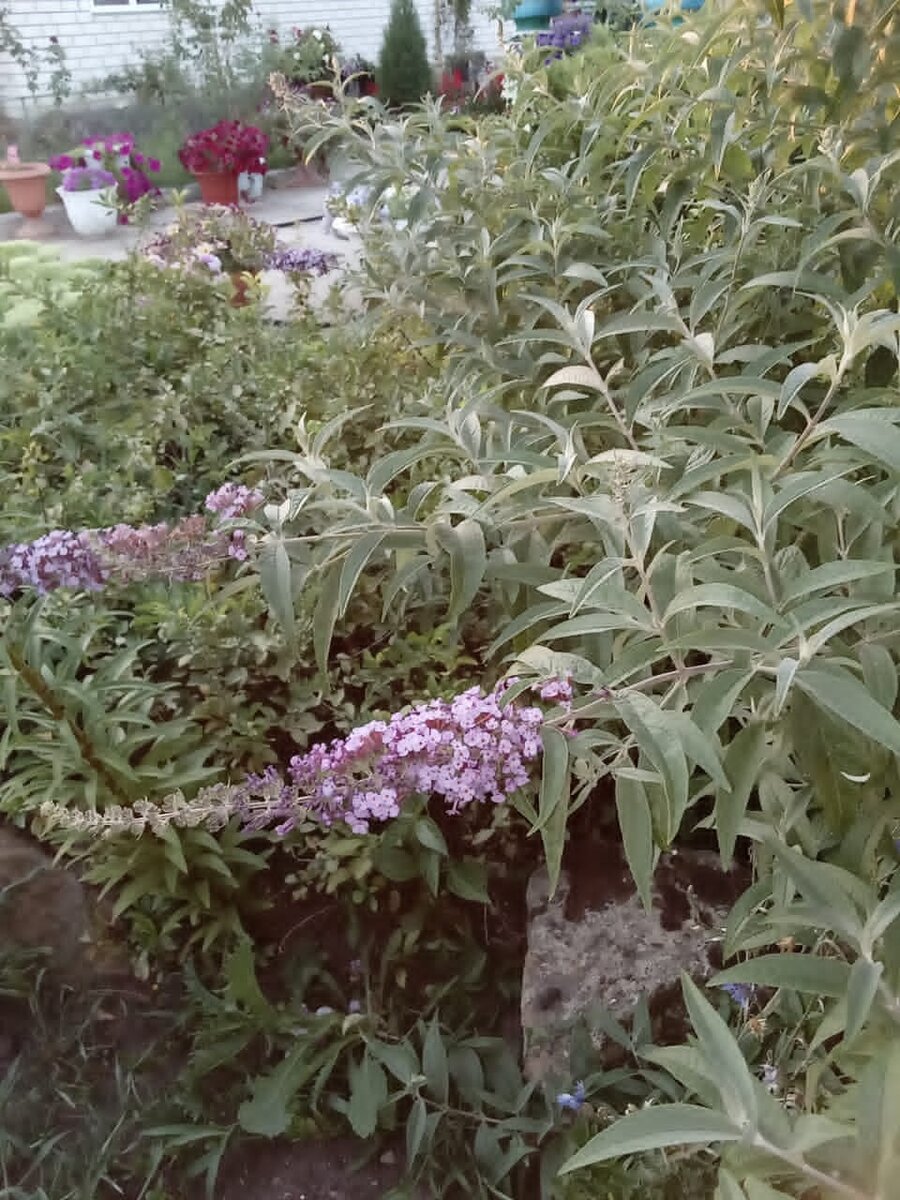 Pugster Amethyst Butterfly Bush Buddleia