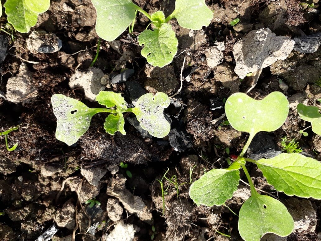 Листья редиски уже в дырочку, блошка пирует :(