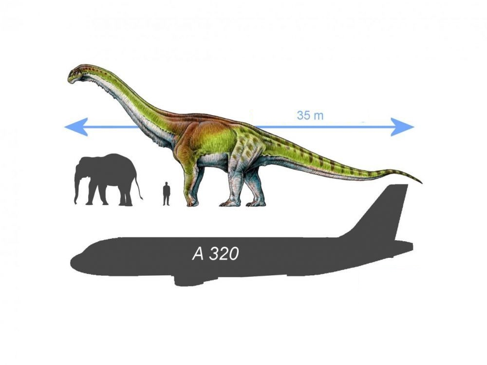 Сравнение динозавров. Диплодок Аргентинозавр. Титанозавр Бревипароп. Самый большой динозавр Аргентинозавр. Аргентинозавр вес и рост.