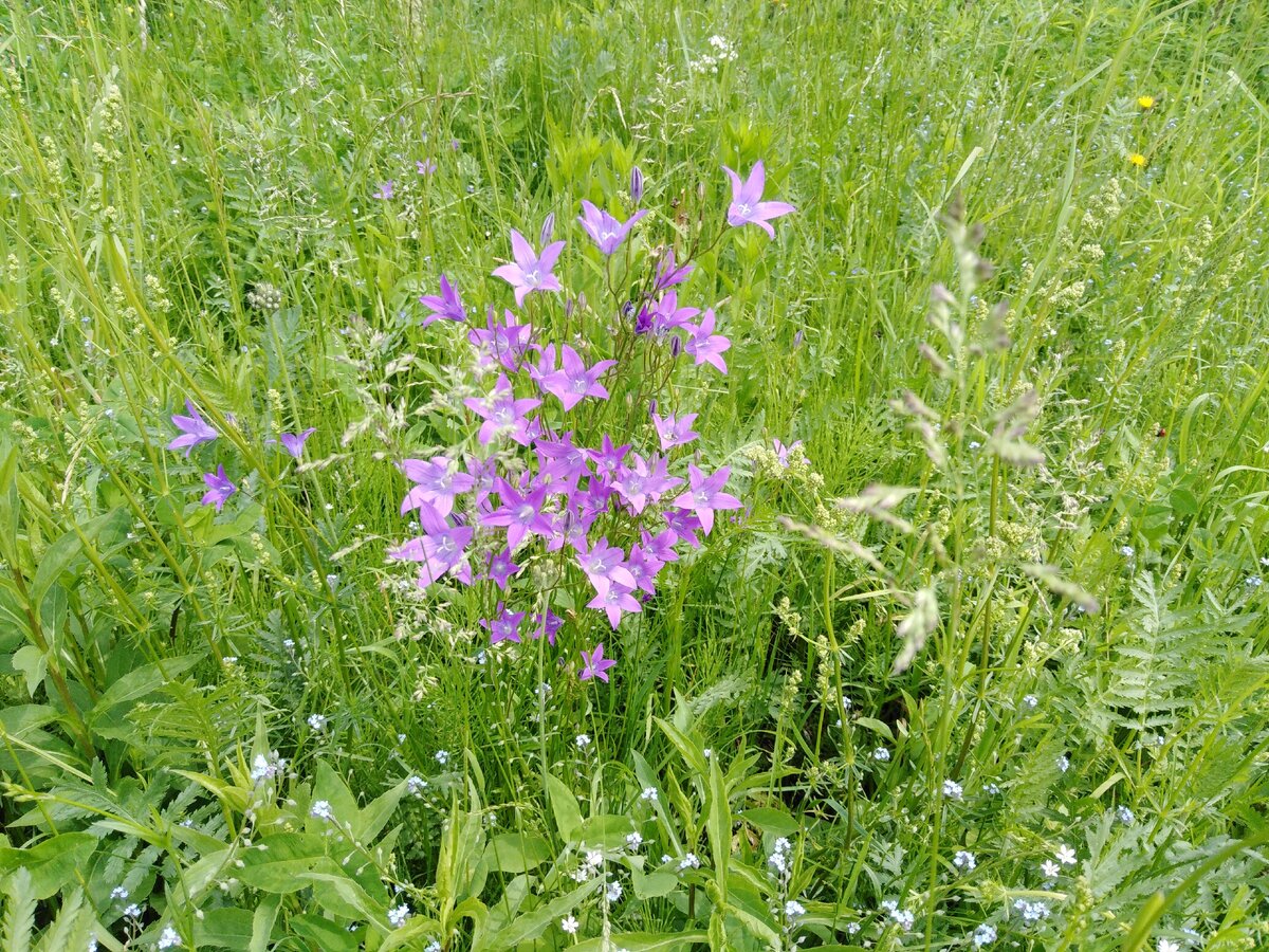 Вот такие колокольчики растут у нас в деревне. Красота!