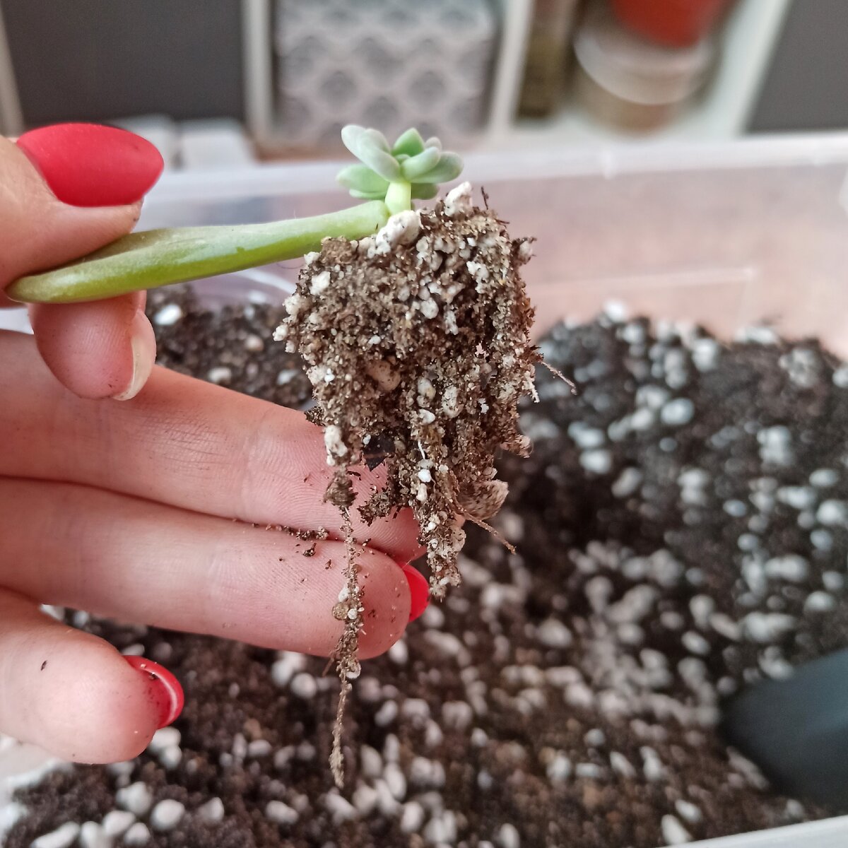 Фото от 08.08.2020 Пахиверия пахифитоидес