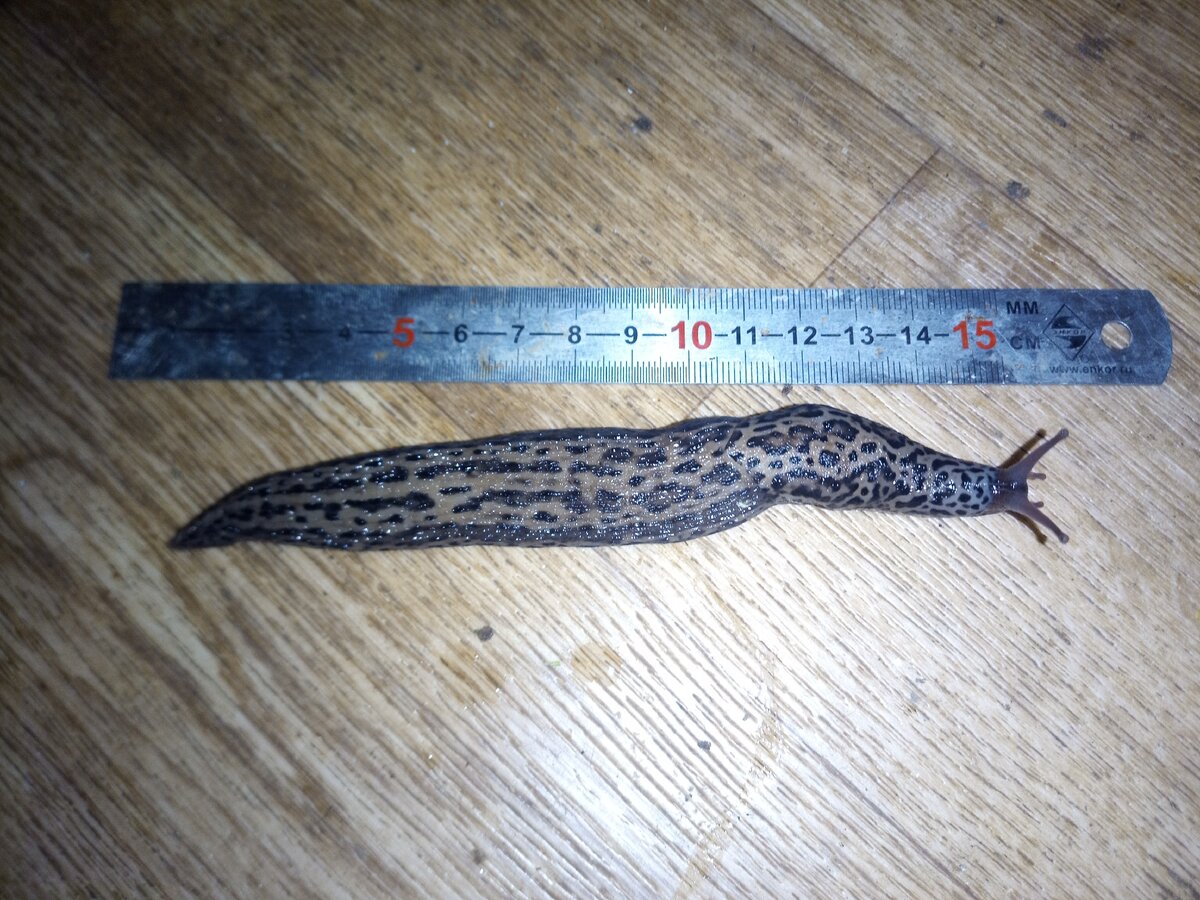 ничего себе слизнячок  ползет у меня на кухне! Зовут его черно-синим слизнем.