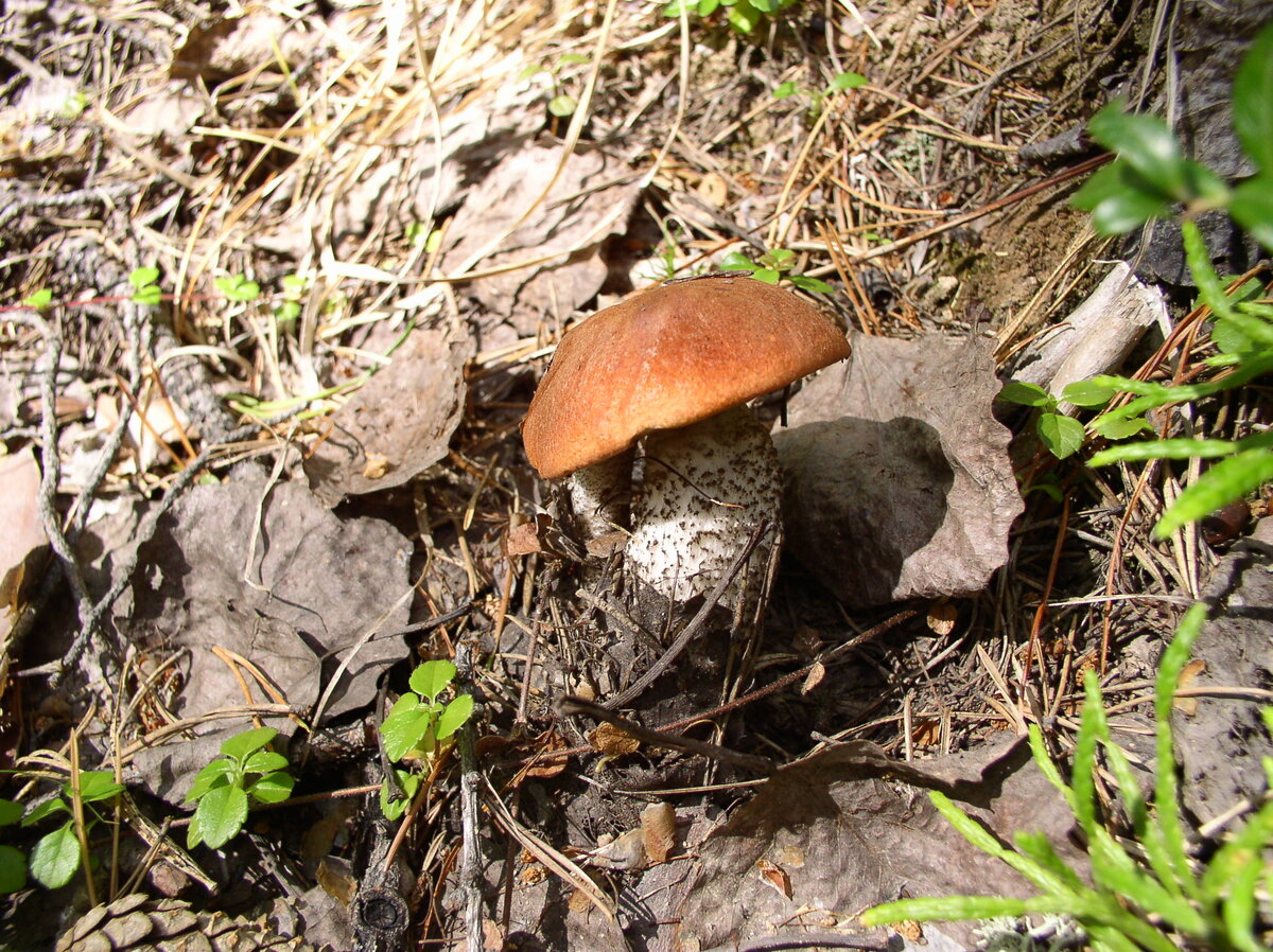 А грибочков все-равно насобирали