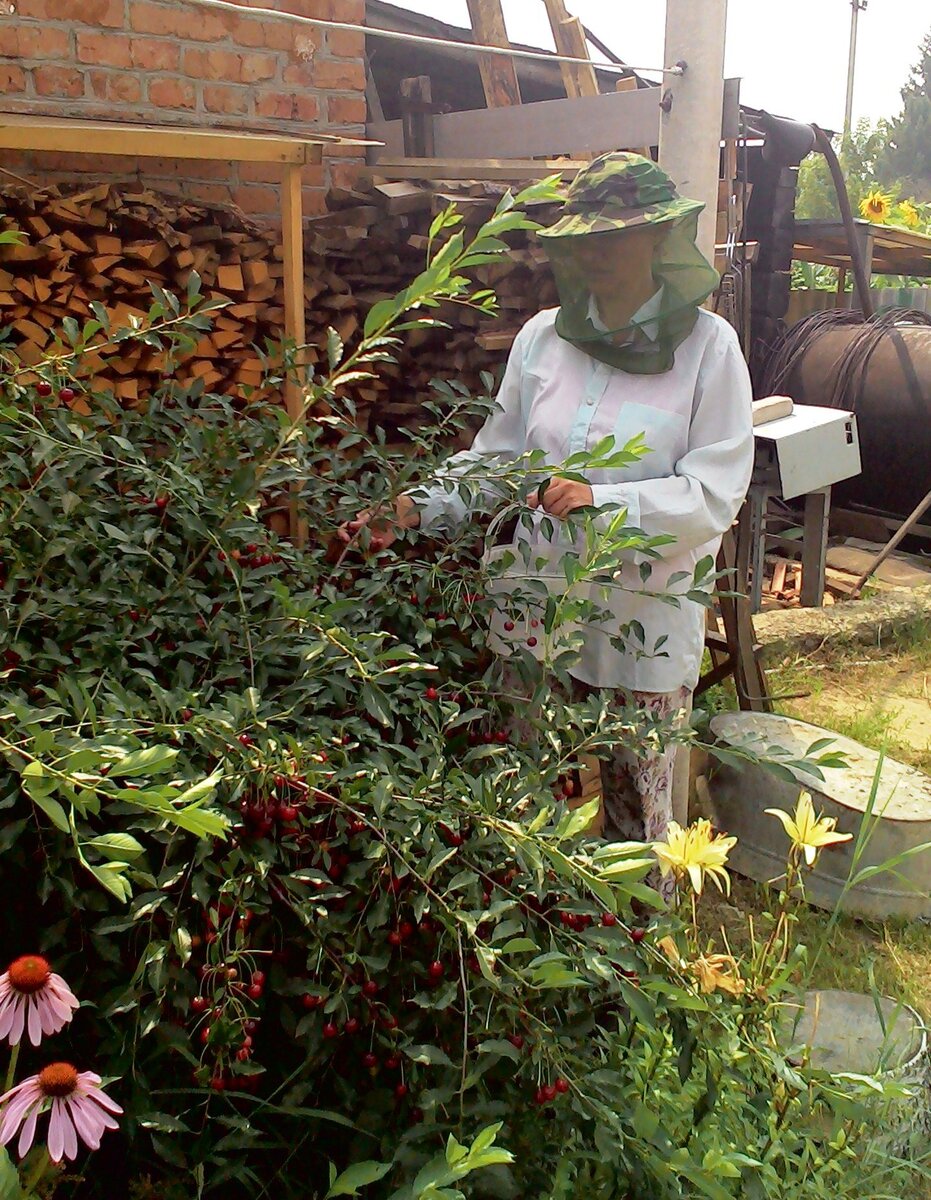 Вот так выглядят сибирские красавицы в сельских реалиях... очень большой урожай вишни и комаров!