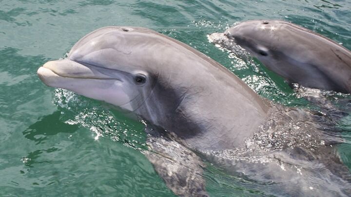 А ты знал, для чего дельфины периодически выпрыгивают из воды? | А ты знал? | Дзен