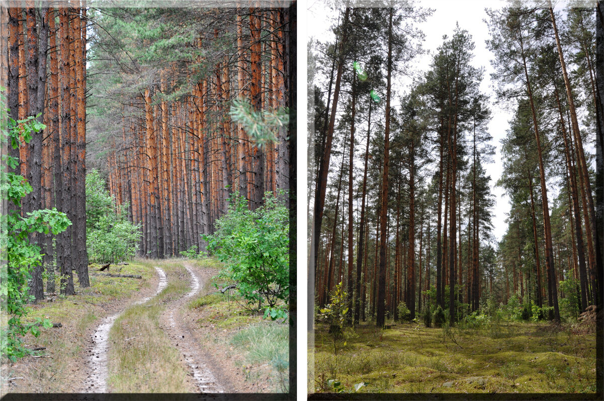 Мещёра. Рязанская обл.