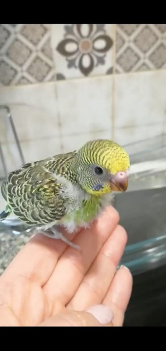 Совсем маленький 