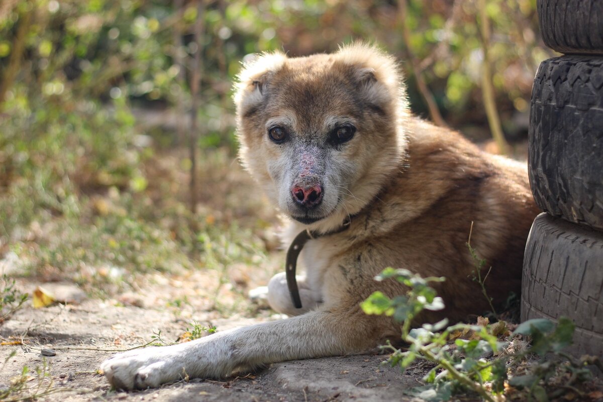 Марик был брошен хозяином. Он ослеп и заболел. Травма, стресс и возраст дали о себе знать. И он всё ещё ищет дом..