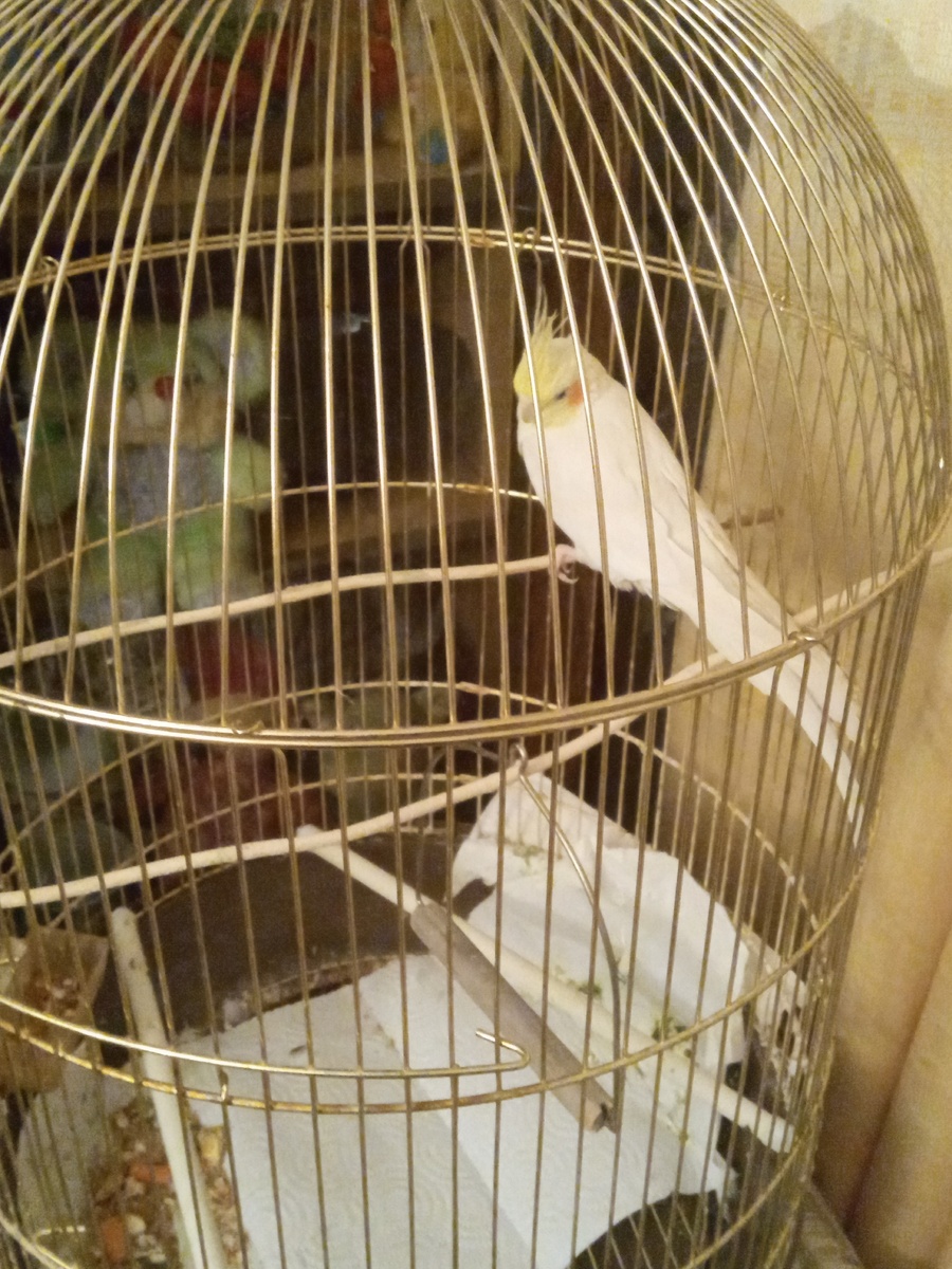 Попугай Корелла