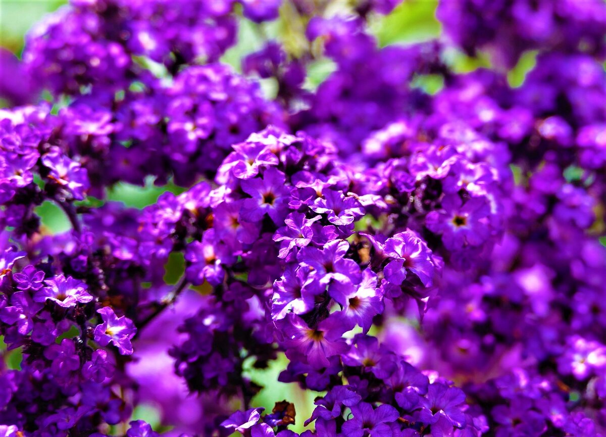  Гелиотроп. Фото с источника: https://clck.ru/RpVkd.