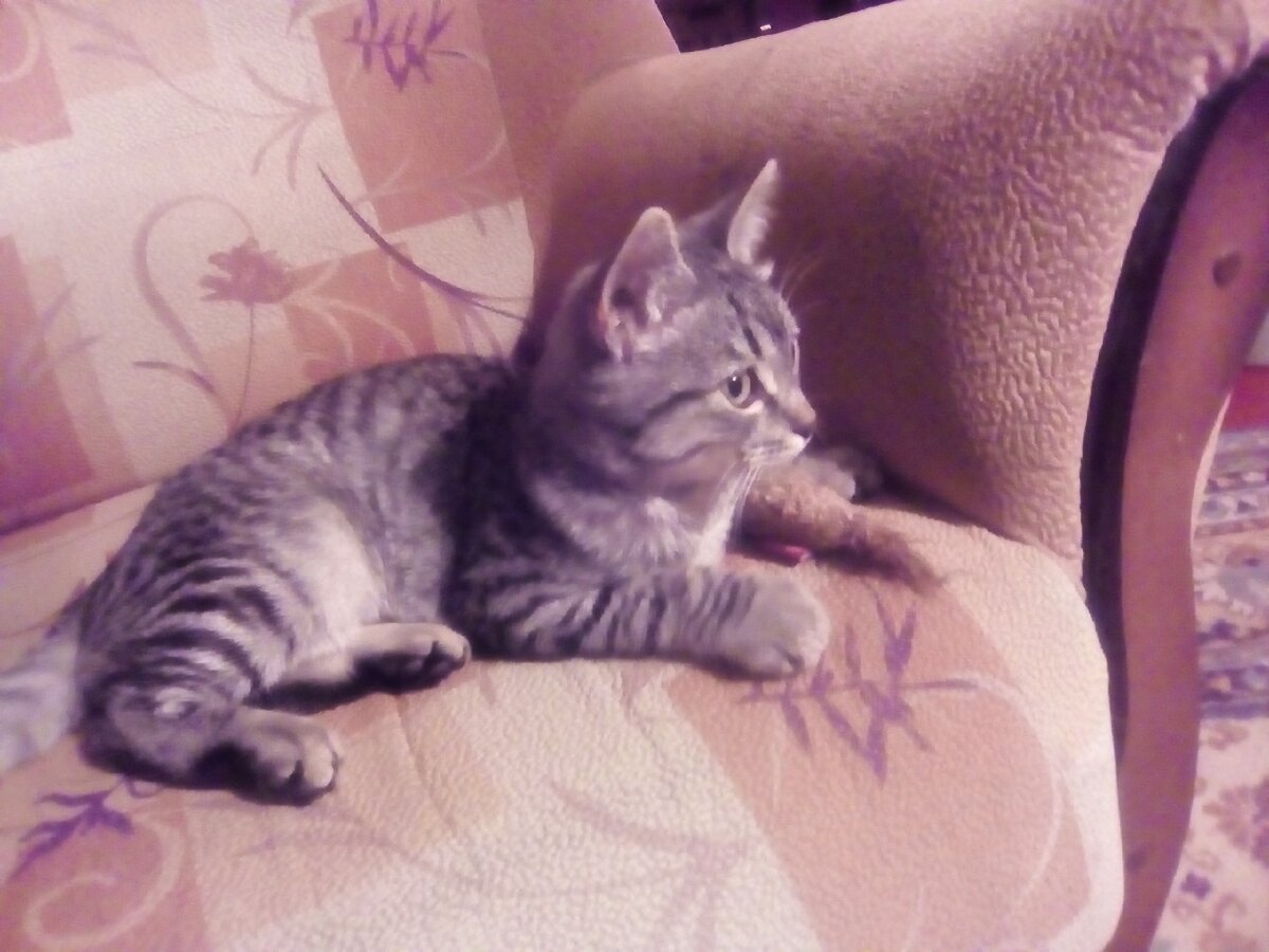 13 октября 2019 года. Таким он пришел к нам, вернувшись  после своего ухода годом раньше. 