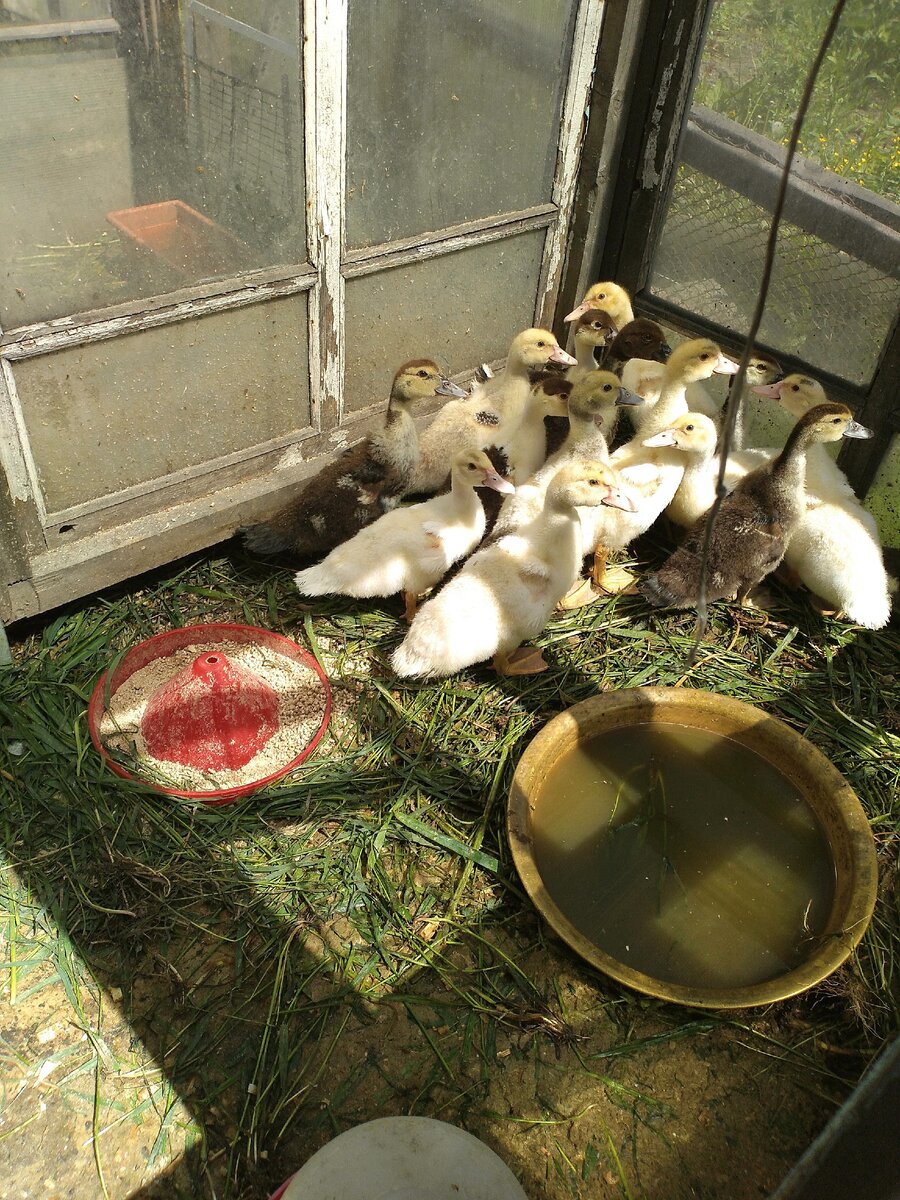 Мускусные утки, в народе называемые индоутки