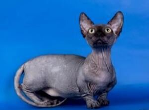 Кошка породы Минскин