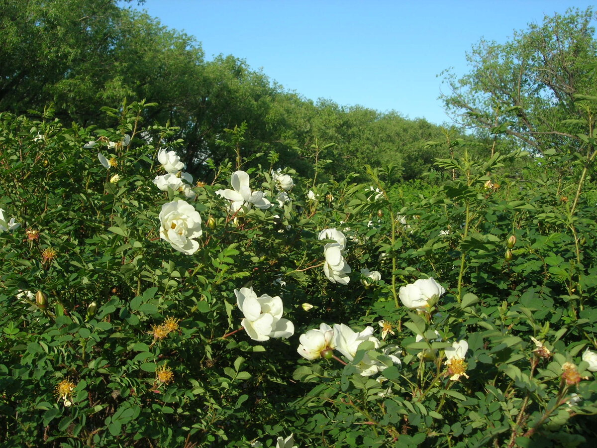 Цветущие заросли, словно в раю