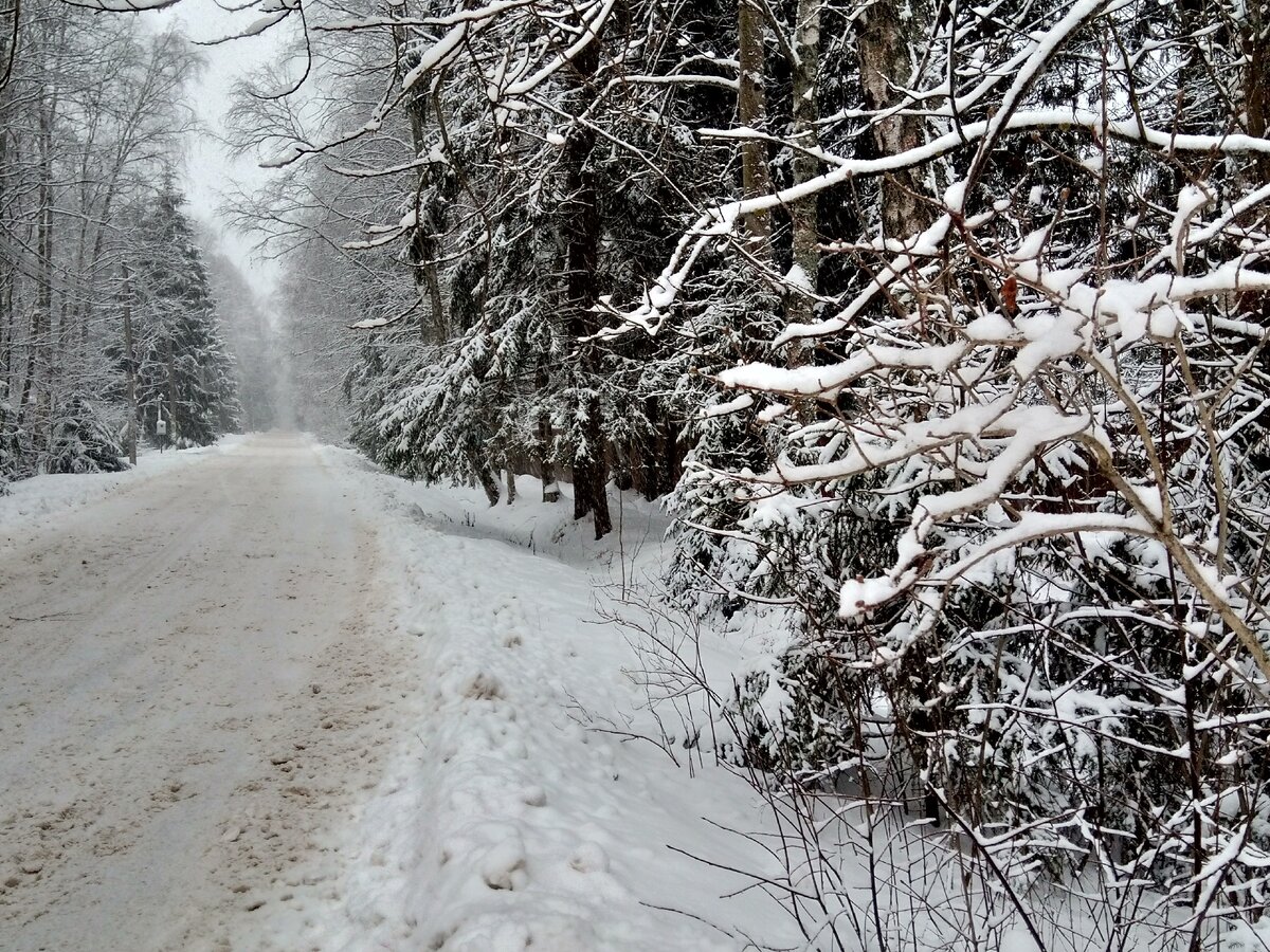 Фото автора. Снегопад...