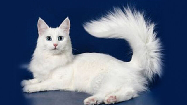 Анатолийская короткошерстная кошка