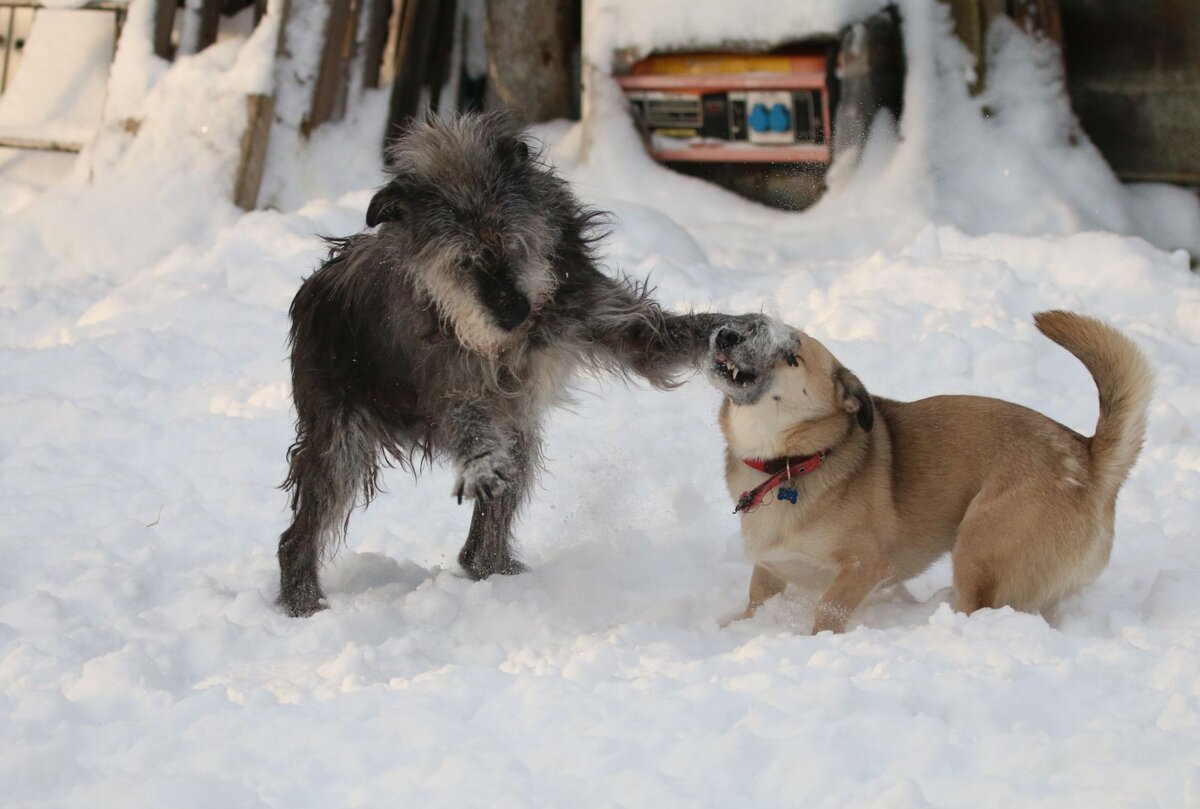 Веня немаленький, но играет очень аккуратно и бережно, даже с небольшими собаками