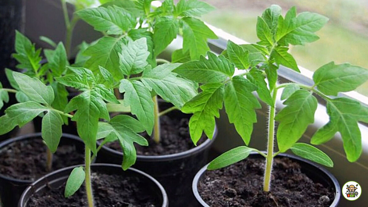 Рассада томатов в отдельных стаканчиках