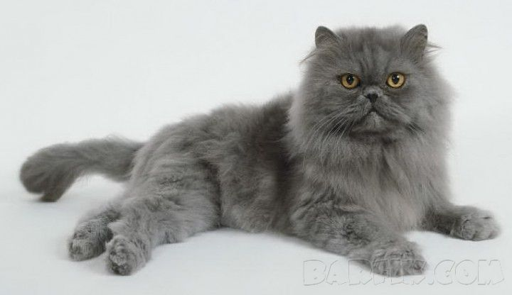 Персидская кошка - 5500 долларов.