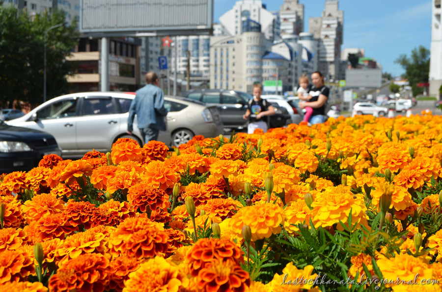 Цветы на Красноармейском
