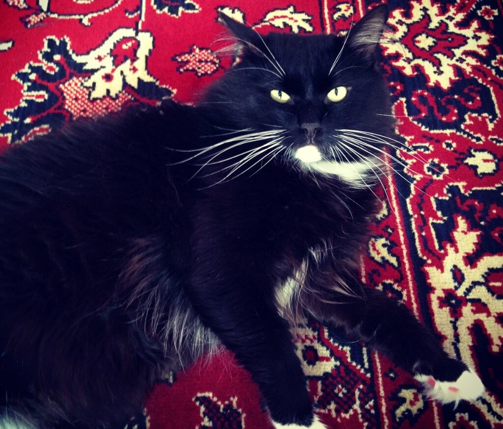 Шерсть его была чёрной как уголь и нагрелась до того, что трогать горячо было.