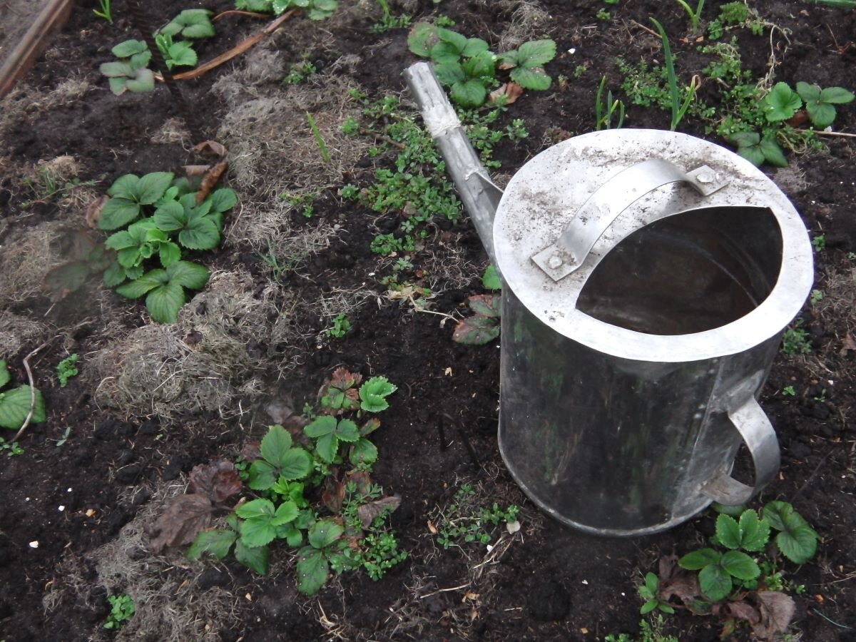 Весенняя обработка клубники кипятком с йодом (марганцовкой). Фото автора