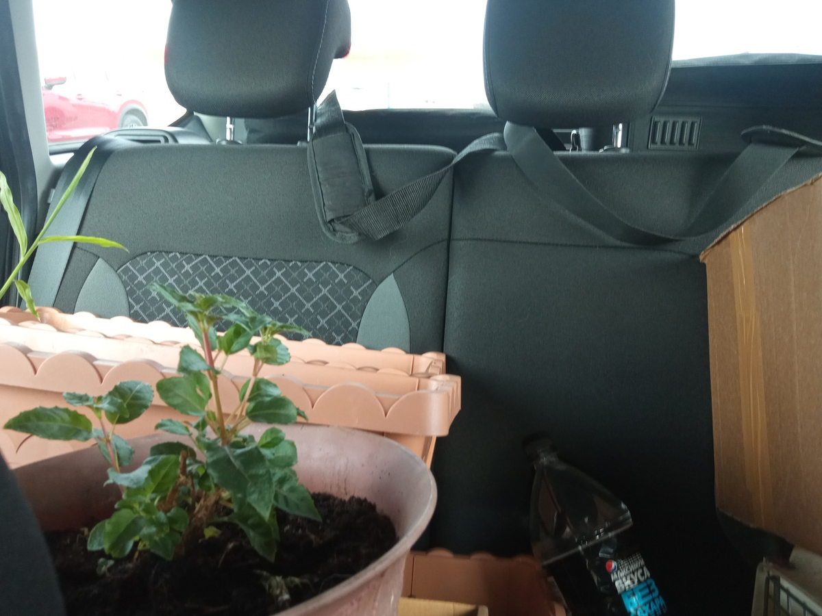 Это не просто рассада,  это фуксия и имбирь на заднем плане. :)