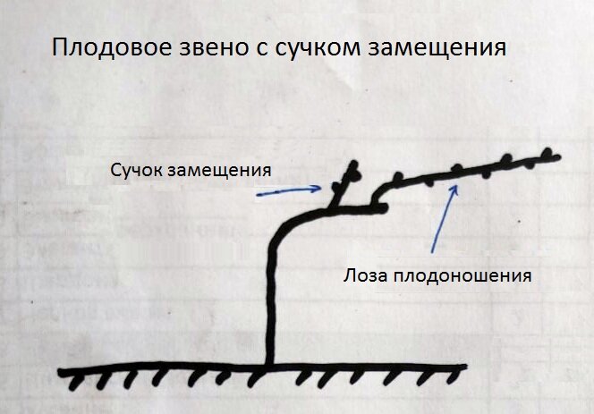 Осень текущего года. Оставляем 5-15 глазков на ллозе плодоношения (плодовой стрелке) и 2-3  глазка на сучке замещения