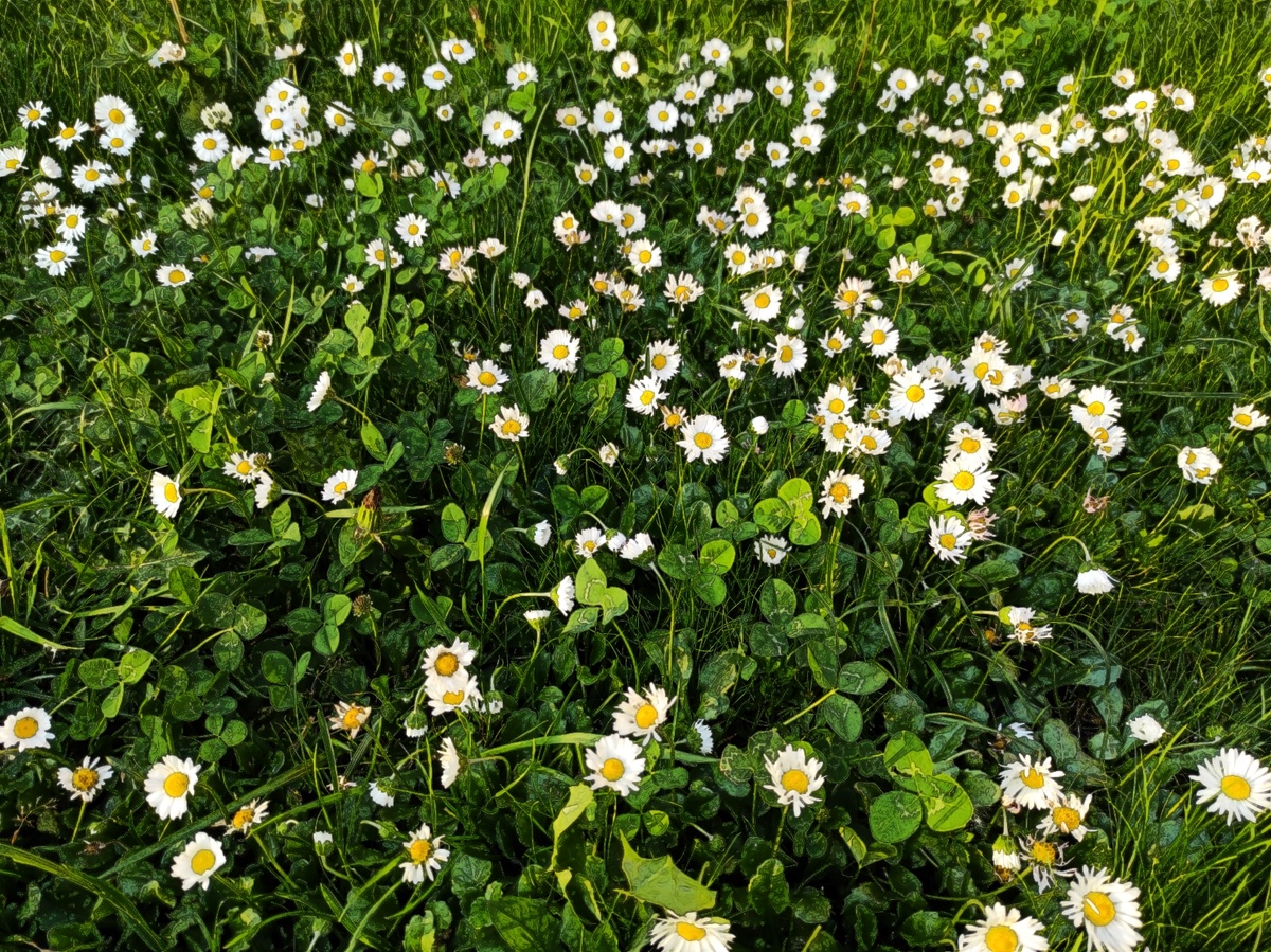 Фото автора. Лето